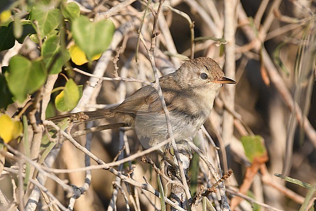 Subdesert Brush Warbler (Nesillas lantzii) in Madagascar. stock-image by Agami/Eduard Sangster,