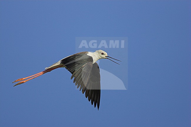 Steltkluut in vlucht; Black-winged Stilt in flight stock-image by Agami/Menno van Duijn,