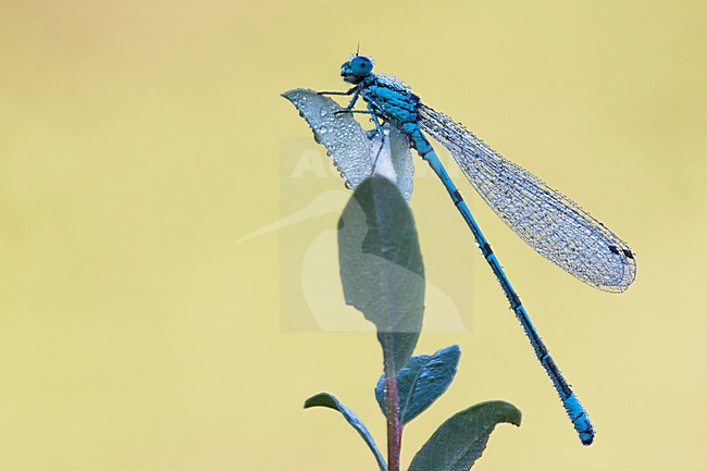 Azuurwaterjuffer, Azure Damselfly stock-image by Agami/Theo Douma,