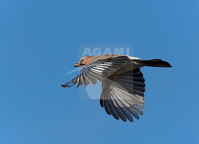 Gaai in de vlucht; Eurasian Jay in flight stock-image by Agami/Markus Varesvuo,