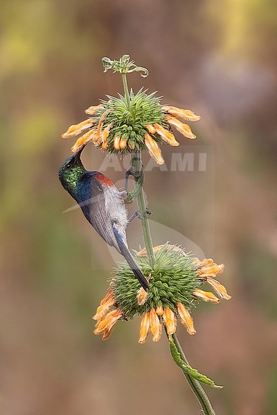 Cinnyris whytei skye (Whyte's Double-collared Sunbird (skye)) endangered and endemic to Tanzania. stock-image by Agami/Dubi Shapiro,