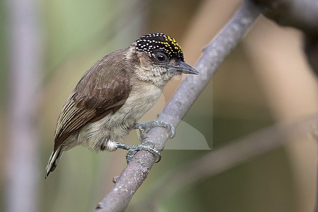 A Greyish Piculet (Picumnus granadensis granadensis) at Ecohotel El Castillo, Pance, Valle de Cauca, Colombia.  Endemic to Colombia. stock-image by Agami/Tom Friedel,