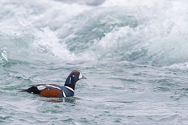 Harlequin Duck (Histrionicus histrionicus), adult male swimming in a river stock-image by Agami/Saverio Gatto,