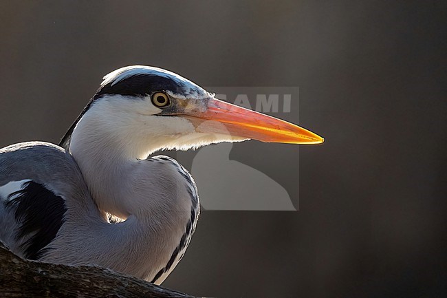 Grey Heron, Ardea cinerea in close-up and backlight stock-image by Agami/Hans Germeraad,