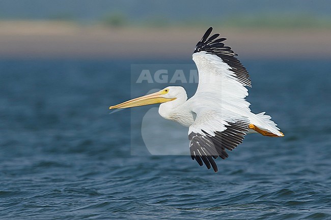 Adult American White Pelican (Pelecanus erythrorhynchos) in flight over lake in Deschutes County Oregon during late summer. stock-image by Agami/Brian E Small,