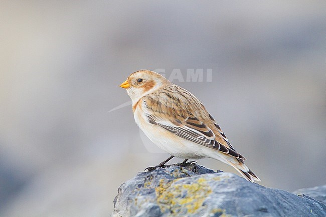 Snow Bunting, Plectrophenax nivalis, in winter plumage sitting on basalt rocks part of small flock wintering at North Sea coast. Adult winter female seen from side of subspecies nivalis. stock-image by Agami/Menno van Duijn,