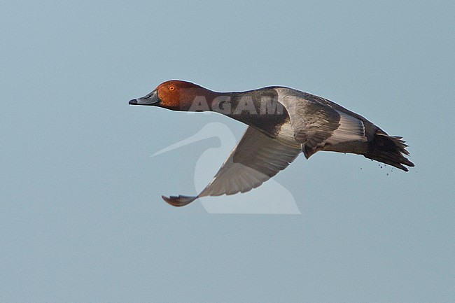 Redhead (Aythya americana) flying in Manitoba, Canada. stock-image by Agami/Glenn Bartley,