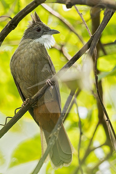 Penan Bulbul (Alophoixus ruficrissus) Perched on a branch in Borneo stock-image by Agami/Dubi Shapiro,