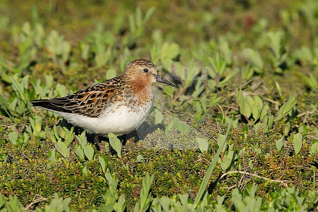 Adult Red-necked Stint (Calidris ruficollis) in breeding plumage on tundra of Seward Peninsula, Alaska, United States. stock-image by Agami/Brian E Small,