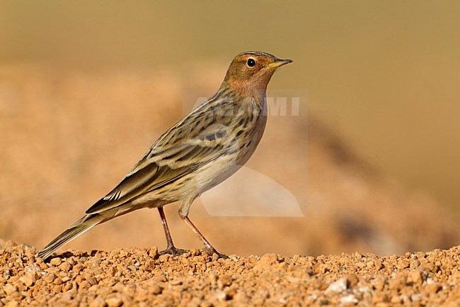 Volwassen Roodkeelpieper; Adult Red-Throated Pipit stock-image by Agami/Daniele Occhiato,