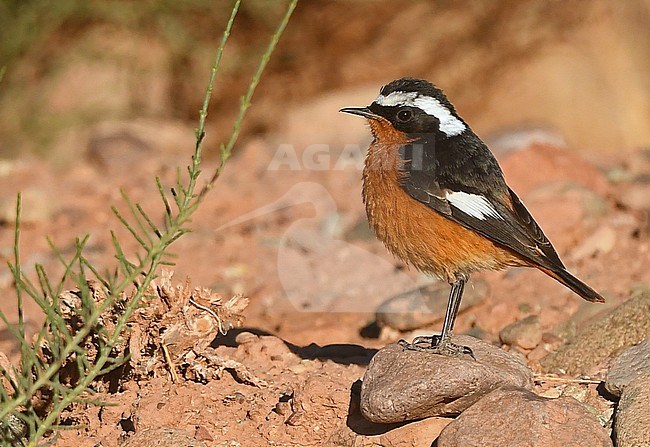 Moussier's Redstart (Phoenicurus moussieri) near Ouerzazate, Morocco stock-image by Agami/Eduard Sangster,