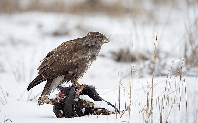 Common Buzzard (Buteo buteo buteo) eating a Coot in snow at Nivå, Denmark stock-image by Agami/Helge Sorensen,