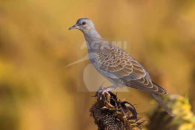 Juvenile Eurasian Turtle Dove, Streptopelia turtur, in Italy. stock-image by Agami/Daniele Occhiato,