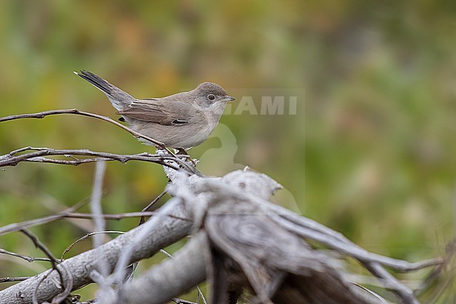 Female Ménétries's Warbler (Curruca mystacea) perched on a branch in Paralimni, Cyprus. stock-image by Agami/Vincent Legrand,
