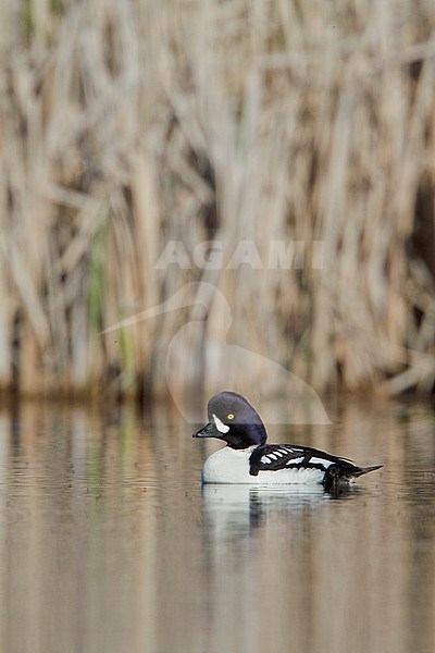 Barrow's Goldeneye (Bucephala islandica) swimming on a pond in the Okanagan Valley, BC, Canada. stock-image by Agami/Glenn Bartley,