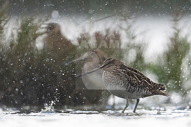 Common snipe heavy rain stock-image by Agami/Han Bouwmeester,