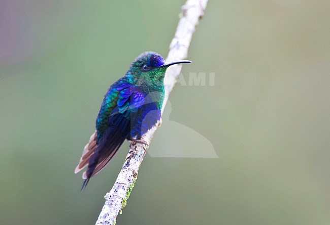 Paarskroonbosnimf, Violet-crowned Woodnymph, Thalurania colombica stock-image by Agami/Marc Guyt,