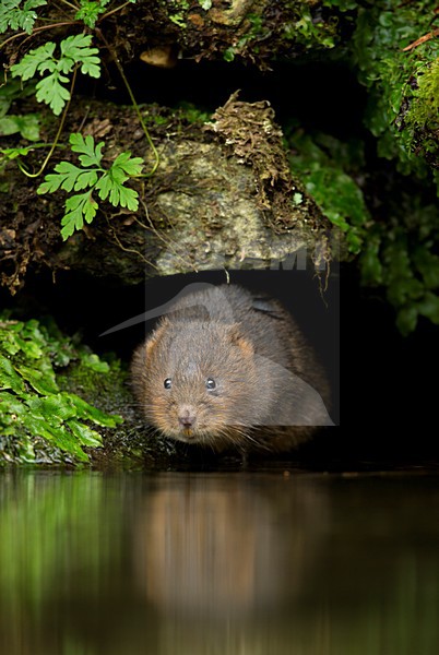 Woelrat bij water, European water vole near water stock-image by Agami/Danny Green,