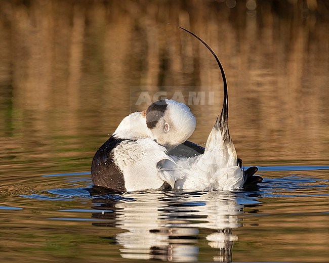 A beautiful drake Long-tailed Duck (Clangula hyemalis) is giving close up views in the early morning light. This bird is in The Netherlands normally seen out at sea where only distant views can be optained. This bird however swam in a small creek on the island of Texel giving excpetional views. stock-image by Agami/Jacob Garvelink,