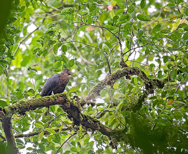Sao Tome Ibis  (Bostrychia bocagei) perched in a tree. Also known as the dwarf olive ibis or the dwarf ibis. A critically endangered ibis that is endemic to São Tomé island off the western coast of Central Africa in the Gulf of Guinea. stock-image by Agami/Pete Morris,