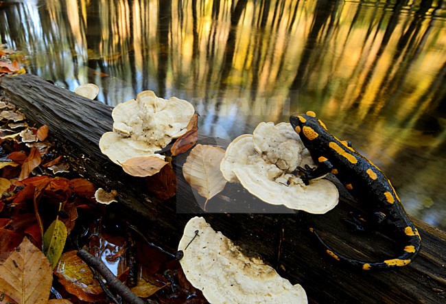Vuursalamander, Fire salamander stock-image by Agami/Rob de Jong,