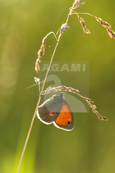 Hooibeestje / Small Heath (Coenonympha pamphilus) stock-image by Agami/Wil Leurs,