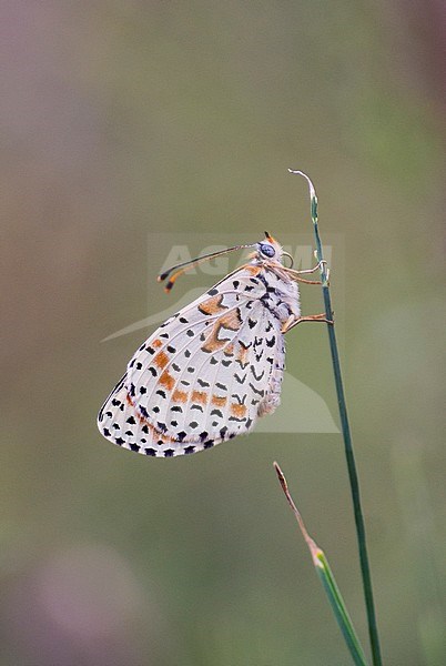 Tweekleurige parelmoervlinder, Spotted Fritillary, Melitaea didy stock-image by Agami/Iolente Navarro,