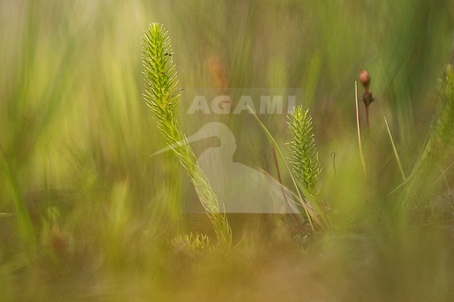 Marsh Clubmoss, Lycopodiella inundata stock-image by Agami/Wil Leurs,