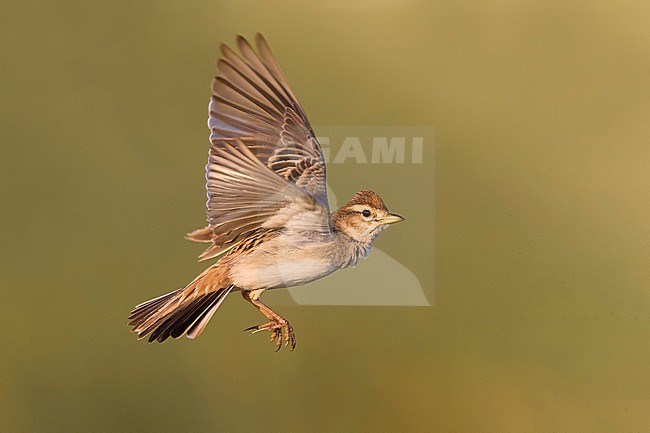 Greater Short-toed Lark (Calandrella brachydactyla) in flight in Italy. stock-image by Agami/Daniele Occhiato,