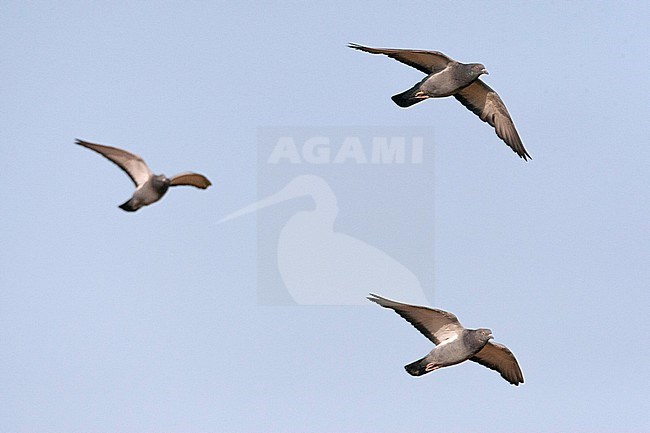 Three wild Rock Pigeon (Columba livia) coming to a drinking pool near Belchite in central Spain. stock-image by Agami/Marc Guyt,