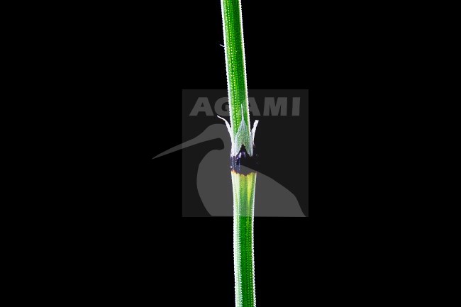 Sedge like horsetail, Equisetum scirpoides stock-image by Agami/Wil Leurs,