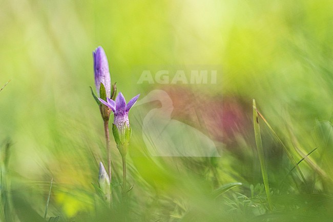 Chiltern Gentian,  Gentianella germanica stock-image by Agami/Wil Leurs,