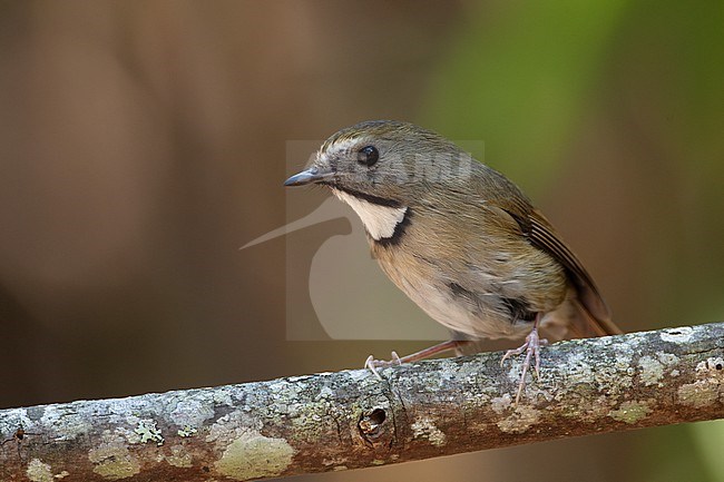 White-gorgeted Flycatcher (Anthipes monileger) at Doi Lang, Thailand stock-image by Agami/Helge Sorensen,