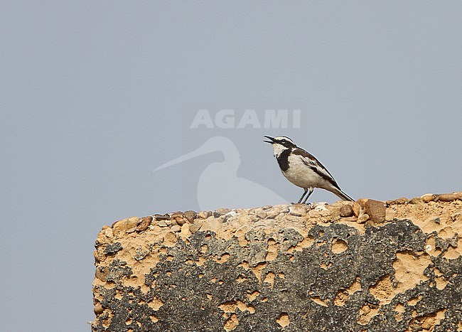 The Mekong wagtail is found in the Mekong valley of Cambodia and Laos, and is a non-breeding visitor to Thailand and Vietnam. stock-image by Agami/James Eaton,