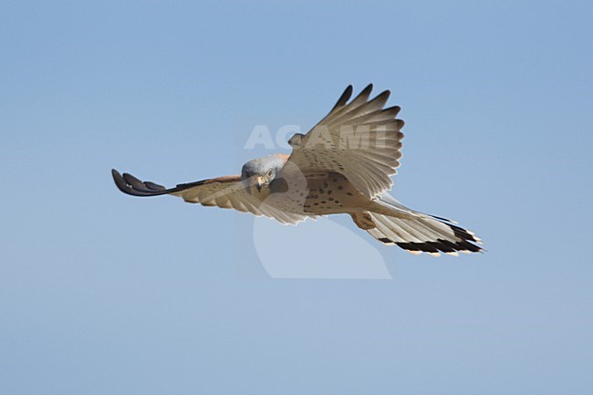 Biddende Kleine Torenvalk; Hovering Lesser Kestrel stock-image by Agami/Harvey van Diek,