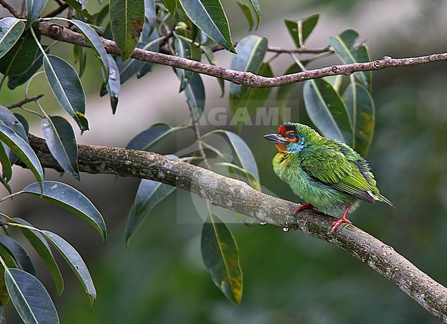Crimson-fronted Barbet (Psilopogon rubricapillus), also called Sri Lanka barbet. stock-image by Agami/Andy & Gill Swash ,
