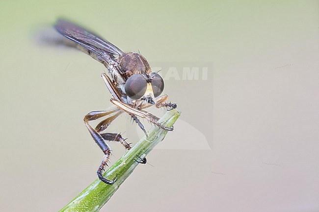 Leptogaster pubicornis, France (Alsace), imago, female stock-image by Agami/Ralph Martin,