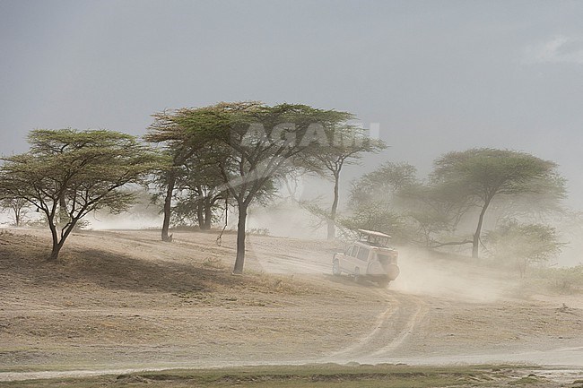 A safari vehicle driving on a dusty road. Ndutu, Ngorongoro Conservation Area, Tanzania stock-image by Agami/Sergio Pitamitz,