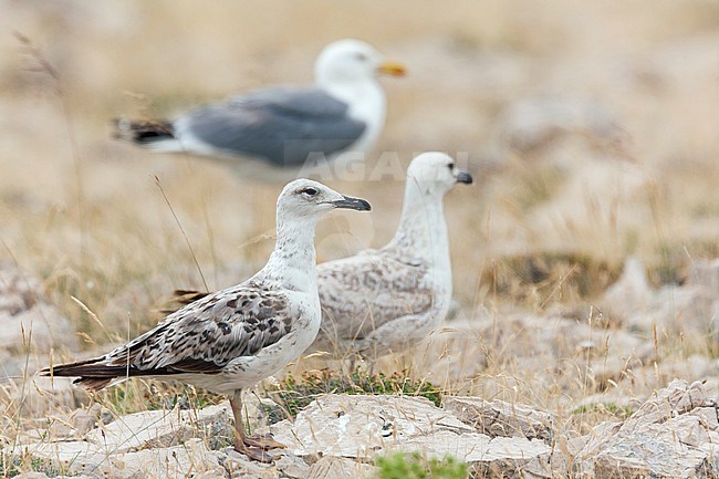 First-summer Yellow-legged Gull (Larus michahellis michahellis) standing in a rock covered field in Croatia, with more gulls in the background. stock-image by Agami/Ralph Martin,