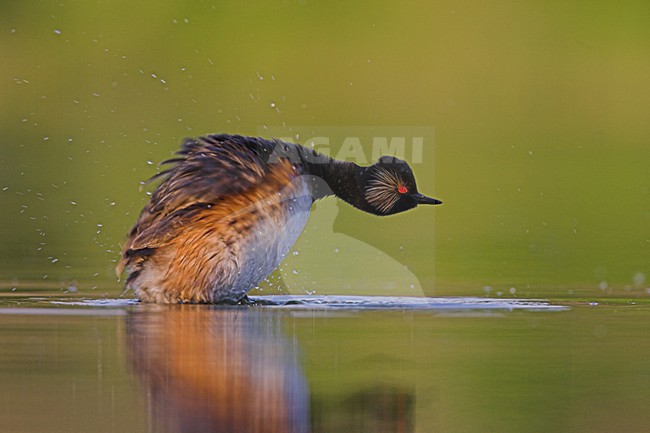 Geoorde Fuut volwassen zomerkleed zwemmend,Black-necked Grebe adult summerplumage swimming stock-image by Agami/Menno van Duijn,