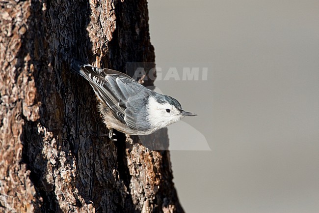 Witborst-boomklever; White-breasted Nuthatch stock-image by Agami/Marc Guyt,