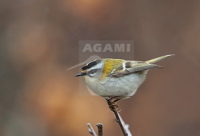 Firecrest, Vuurgoudhaan, Regulus ignicapilla stock-image by Agami/Hugh Harrop,