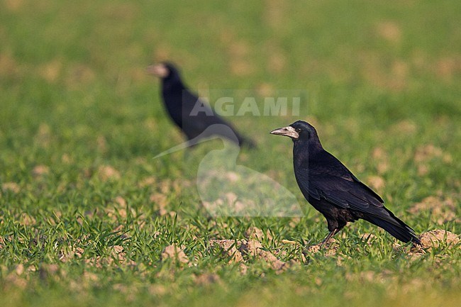 Rook - Saatkrähe - Corvus frugilegus ssp. frugilegus, Germany, adult stock-image by Agami/Ralph Martin,