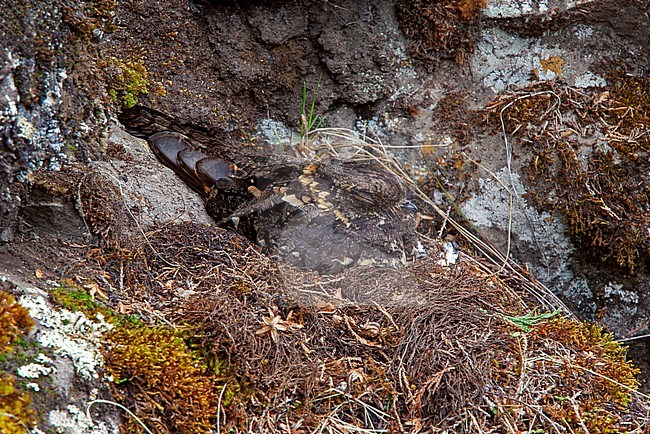 Montane Nightjar (Caprimulgus poliocephalus poliocephalus) roosting on a ledge in the Ethiopian highlands stock-image by Agami/Andy & Gill Swash ,