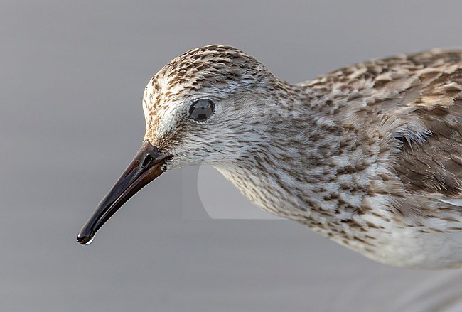 Autumn plumaged White-rumped Sandpiper, Calidris fuscicollis, on Bermuda during fall migration. stock-image by Agami/Marc Guyt,