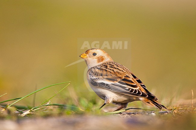 Sneeuwgors in winterkleed in Nederland, Snow Bunting in winterplumage in the Netherlands stock-image by Agami/Menno van Duijn,