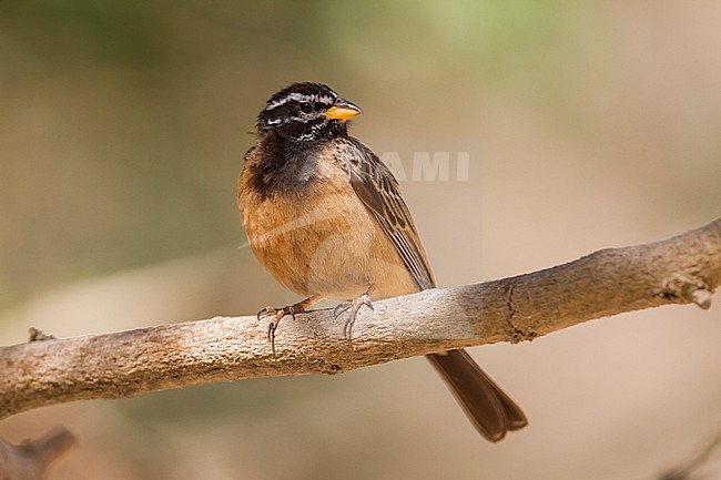 Cinnamon-breasted Bunting - Bergammer - Emberiza tahapisi ssp. arabica, adult male stock-image by Agami/Ralph Martin,