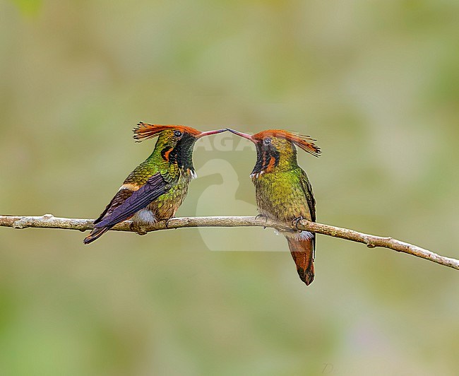 Frilled Coquette (Lophornis magnificus) two perched on a branch in Itatiaia NP, Brazil stock-image by Agami/Dustin Chen,