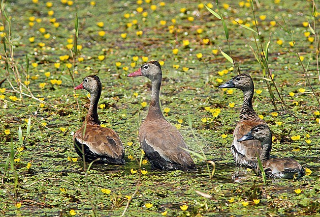 Black-bellied Whistling-duck (Dendrocygna autumnalis). Two adults with two immatures. stock-image by Agami/Greg & Yvonne Dean,