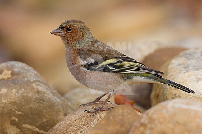Mannetje Vink; Male Common Chaffinch stock-image by Agami/Daniele Occhiato,